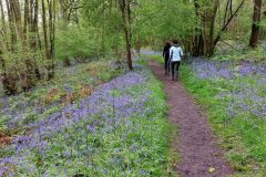 1-R-L-bluebells