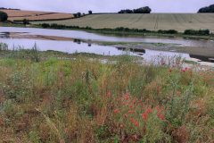 19-poppies-and-flood-plain