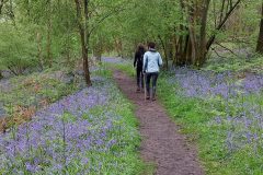 1b-RL-bluebells