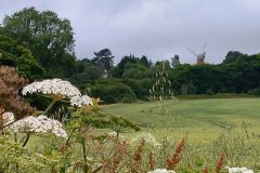 2-Umbels-windmill
