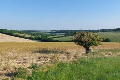 For-Gall.-Chesham-with-tree