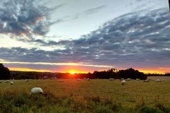 Sunset-and-sheep