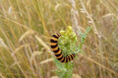 Caterpillar