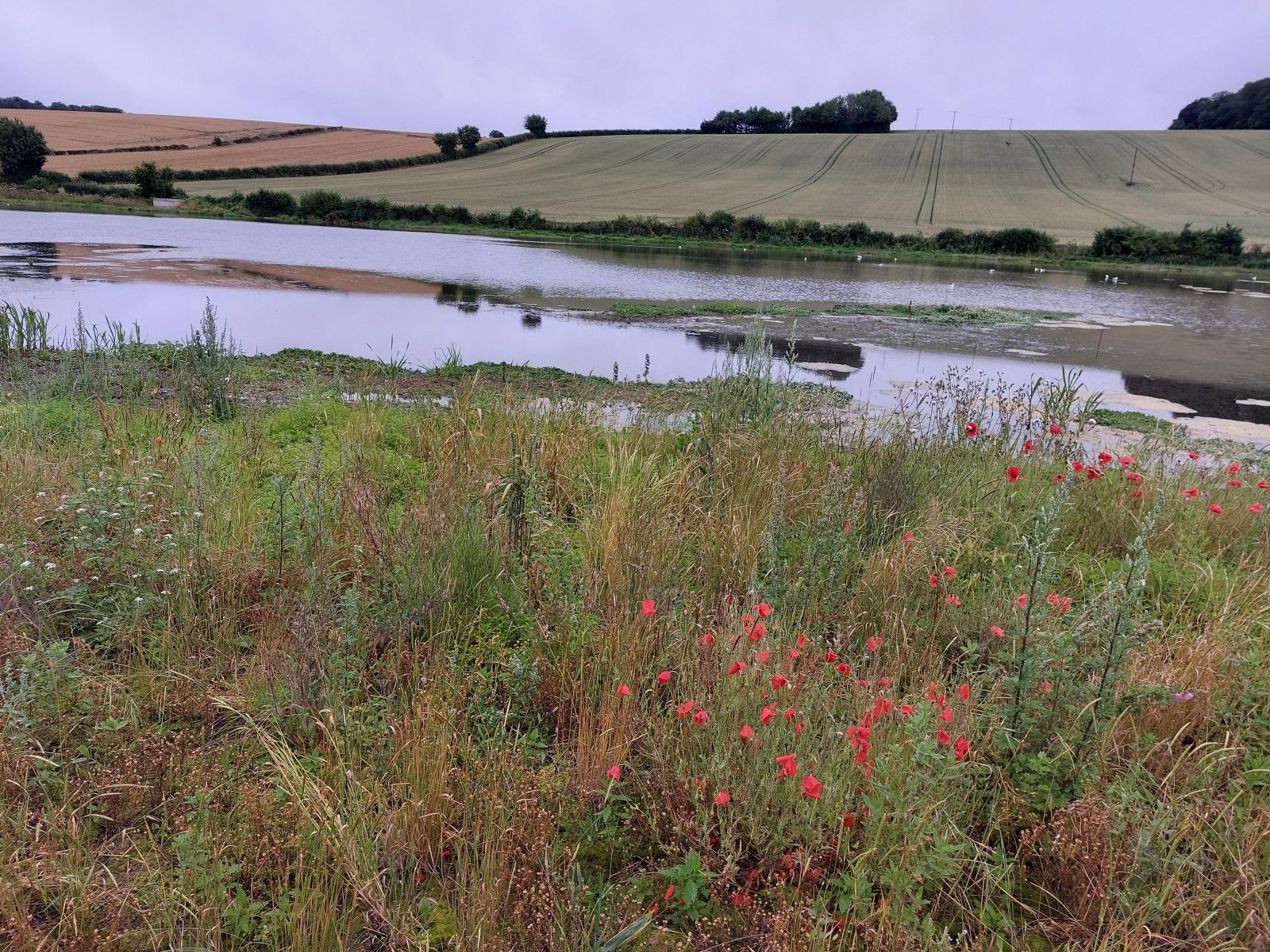 7faq5--poppies-and-flood-plain